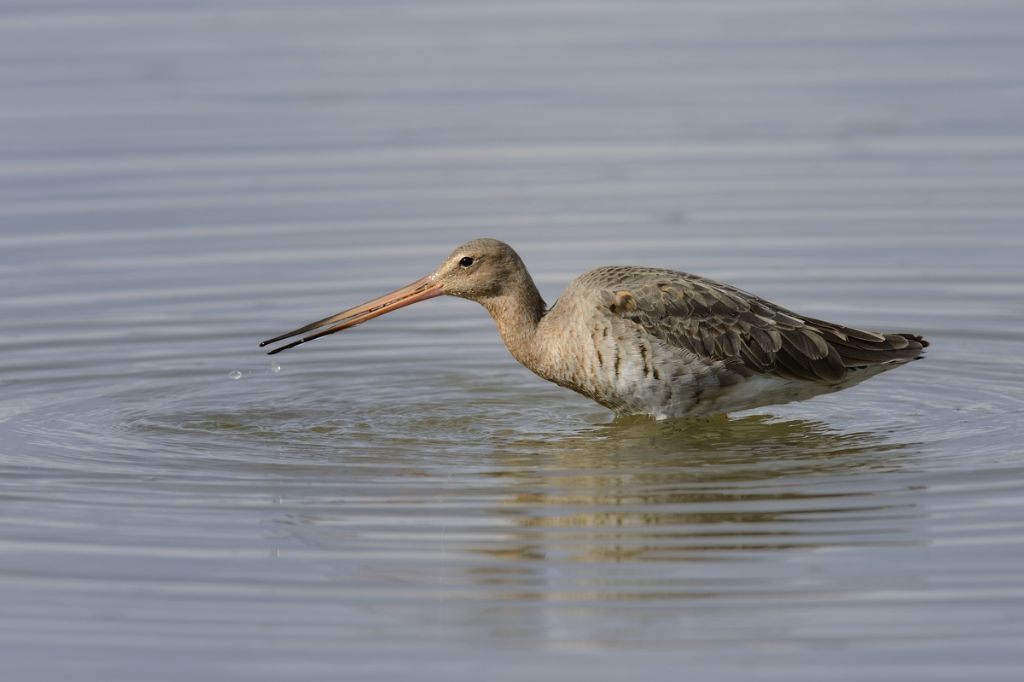 Gocce d''acqua